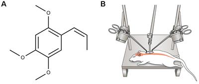 Oral Administration of α-Asarone Promotes Functional Recovery in Rats With Spinal Cord Injury